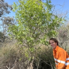 Fraxinus angustifolia at Bruce, ACT - 24 Oct 2023