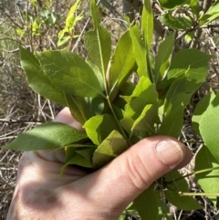 Fraxinus angustifolia at Bruce, ACT - 24 Oct 2023 04:09 PM