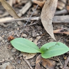 Chiloglottis sp. (A Bird/Wasp Orchid) at Cotter River, ACT - 24 Oct 2023 by BethanyDunne