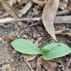 Chiloglottis sp. at Cotter River, ACT - 24 Oct 2023