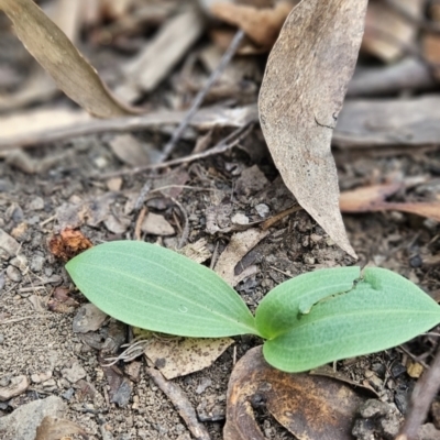 Chiloglottis sp. (A Bird/Wasp Orchid) at Cotter River, ACT - 24 Oct 2023 by BethanyDunne