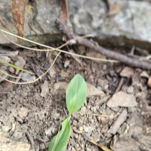 Chiloglottis sp. at Cotter River, ACT - 24 Oct 2023