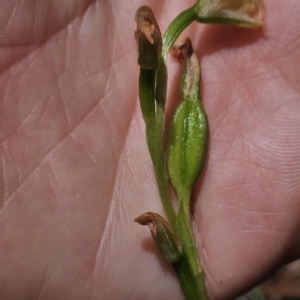 Bunochilus sp. at Cotter River, ACT - suppressed