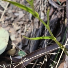 Bunochilus sp. at Cotter River, ACT - 24 Oct 2023