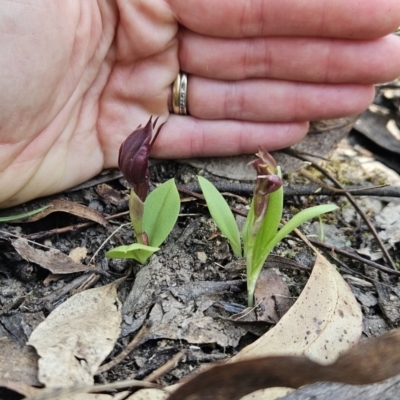 Chiloglottis sp. (A Bird/Wasp Orchid) at Cotter River, ACT - 23 Oct 2023 by BethanyDunne