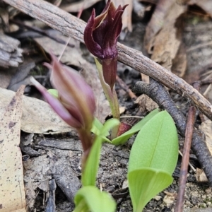 Chiloglottis sp. at Cotter River, ACT - 24 Oct 2023