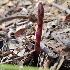 Dipodium sp. at Cotter River, ACT - suppressed