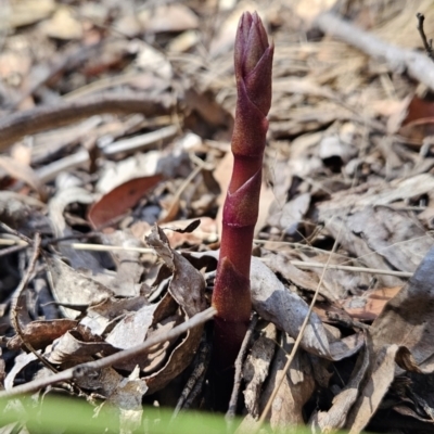 Dipodium sp. (A Hyacinth Orchid) at Cotter River, ACT - 24 Oct 2023 by BethanyDunne