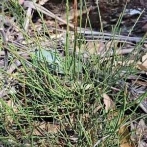 Choretrum pauciflorum at Cotter River, ACT - 24 Oct 2023 10:30 AM