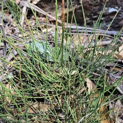 Choretrum pauciflorum (Dwarf Sour Bush) at Cotter River, ACT - 23 Oct 2023 by BethanyDunne