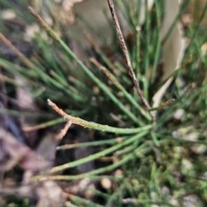 Choretrum pauciflorum at Cotter River, ACT - 24 Oct 2023 10:30 AM