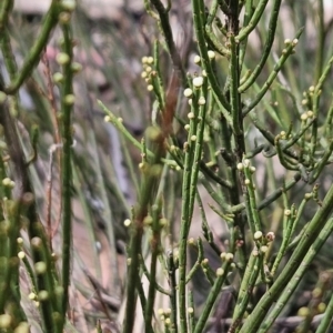 Choretrum pauciflorum at Cotter River, ACT - 24 Oct 2023 10:30 AM