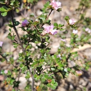 Boronia algida at Cotter River, ACT - suppressed