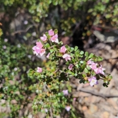 Boronia algida at Cotter River, ACT - suppressed