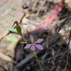 Caladenia carnea (Pink Fingers) at Cotter River, ACT - 23 Oct 2023 by BethanyDunne