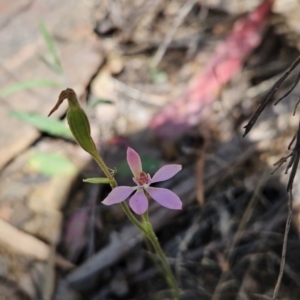 Caladenia carnea at Cotter River, ACT - suppressed