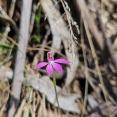 Caladenia carnea (Pink Fingers) at Cotter River, ACT - 23 Oct 2023 by BethanyDunne