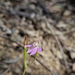Caladenia carnea (Pink Fingers) at Cotter River, ACT - 24 Oct 2023 by BethanyDunne