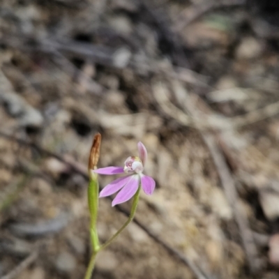 Caladenia carnea (Pink Fingers) at Cotter River, ACT - 23 Oct 2023 by BethanyDunne