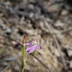 Caladenia carnea (Pink Fingers) at Cotter River, ACT - 23 Oct 2023 by BethanyDunne