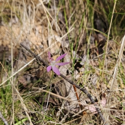 Caladenia carnea (Pink Fingers) at Cotter River, ACT - 24 Oct 2023 by BethanyDunne