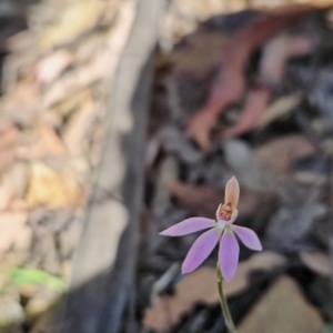 Caladenia carnea at Cotter River, ACT - suppressed