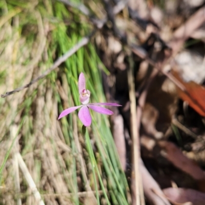 Caladenia carnea (Pink Fingers) at Cotter River, ACT - 24 Oct 2023 by BethanyDunne