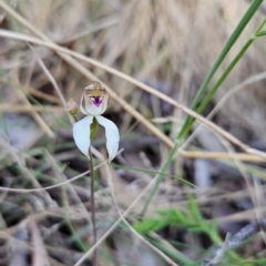 Caladenia moschata (Musky Caps) at Cotter River, ACT - 23 Oct 2023 by BethanyDunne
