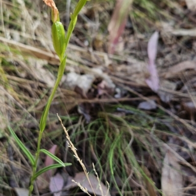 Bunochilus sp. (Leafy Greenhood) at Cotter River, ACT - 24 Oct 2023 by BethanyDunne