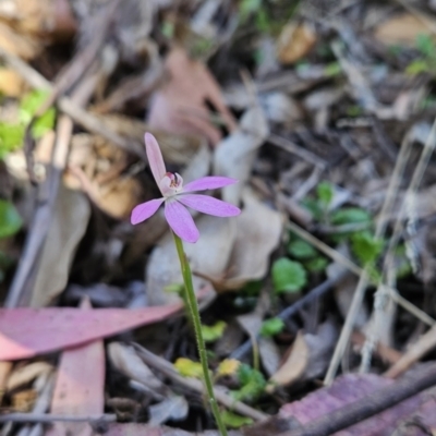 Caladenia carnea (Pink Fingers) at Cotter River, ACT - 24 Oct 2023 by BethanyDunne