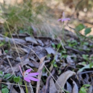 Caladenia carnea at Cotter River, ACT - suppressed