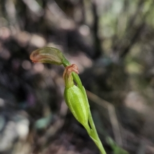 Bunochilus sp. at Cotter River, ACT - suppressed