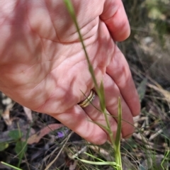 Bunochilus sp. at Cotter River, ACT - suppressed