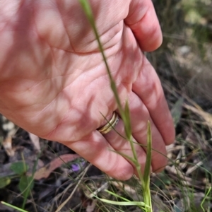 Bunochilus sp. at Cotter River, ACT - suppressed