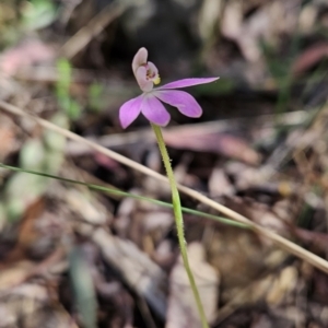 Caladenia carnea at Cotter River, ACT - suppressed