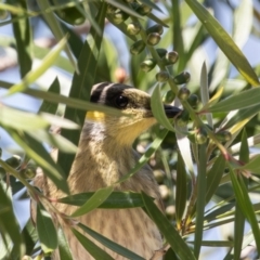 Gavicalis virescens (Singing Honeyeater) at Dunlop, ACT - 24 Oct 2023 by rawshorty