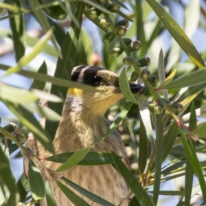 Gavicalis virescens at Dunlop, ACT - 24 Oct 2023