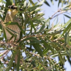 Gavicalis virescens at Dunlop, ACT - 24 Oct 2023