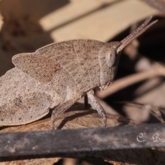 Goniaea australasiae at Stromlo, ACT - 22 Oct 2023