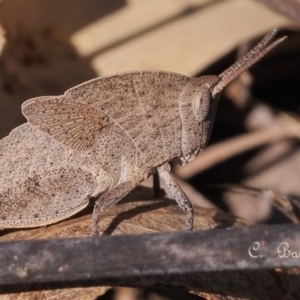 Goniaea australasiae at Stromlo, ACT - 22 Oct 2023 10:20 AM