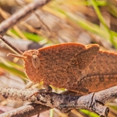 Goniaea australasiae at Stromlo, ACT - 22 Oct 2023 10:20 AM