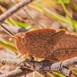 Goniaea australasiae at Stromlo, ACT - 22 Oct 2023