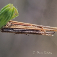 Clania (genus) (A case moth) at Piney Ridge - 21 Oct 2023 by BarrieR