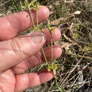 Pimelea curviflora at Bruce, ACT - 24 Oct 2023