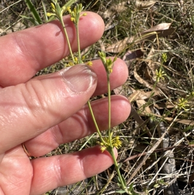 Pimelea curviflora (Curved Rice-flower) at Flea Bog Flat, Bruce - 24 Oct 2023 by lbradley