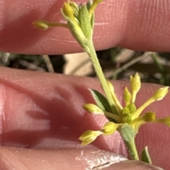 Pimelea curviflora at Bruce, ACT - 24 Oct 2023 04:32 PM