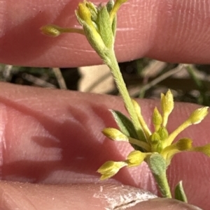 Pimelea curviflora at Bruce, ACT - 24 Oct 2023