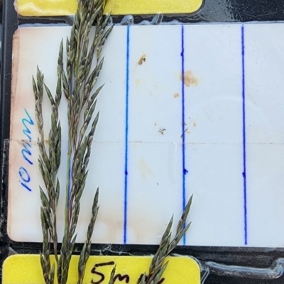 Eragrostis curvula (African Lovegrass) at Coombs Ponds - 24 Oct 2023 by Steve818