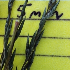 Eragrostis curvula at Weston, ACT - 24 Oct 2023