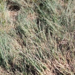 Eragrostis curvula at Weston, ACT - 24 Oct 2023